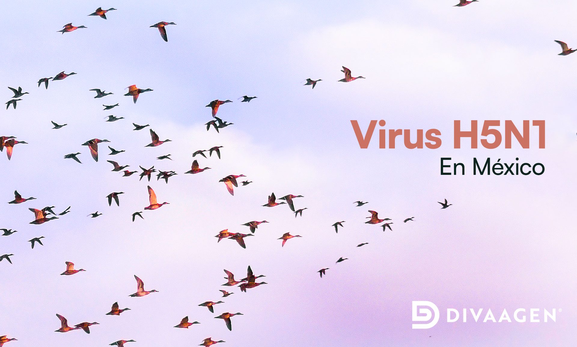 Virus H5N1 se propaga a través de las aves que migran a México